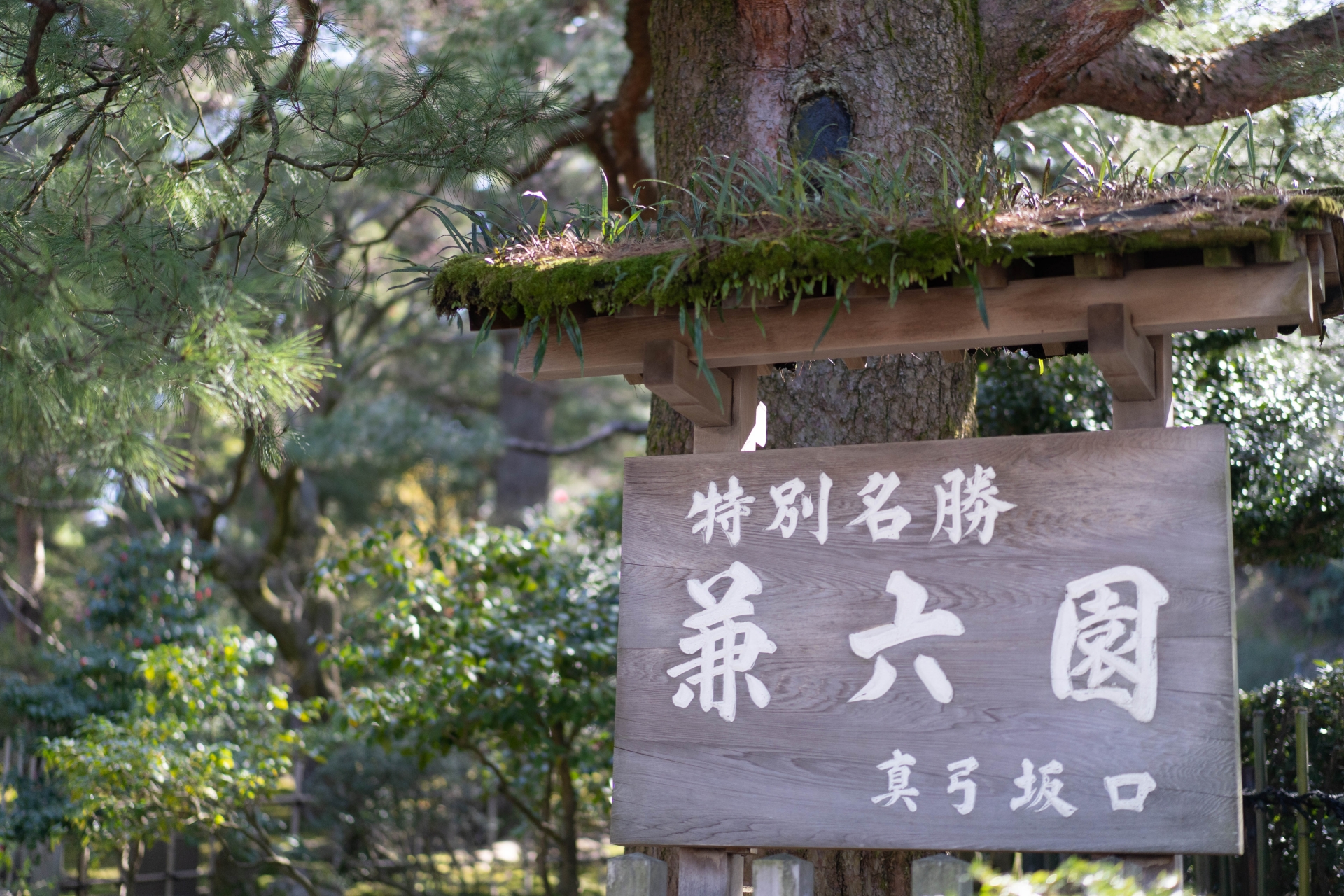 兼六園で結婚式